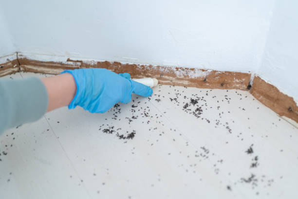 Best Termite Control Services  in USA